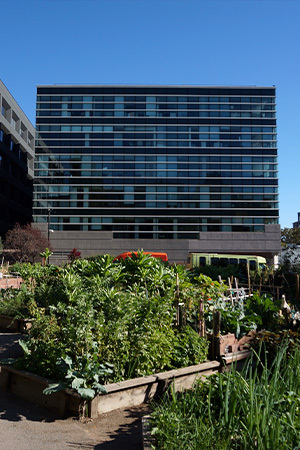 Community garden near a glass office building.